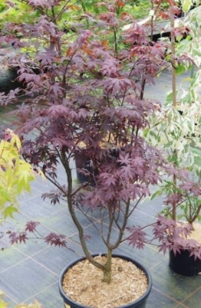 Ahorn palmatum Atropurpureum 3